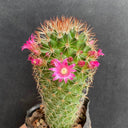 Mammillaria spinosissima, 4-5cm