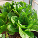 Green Peacock Lettuce Seeds, 3g