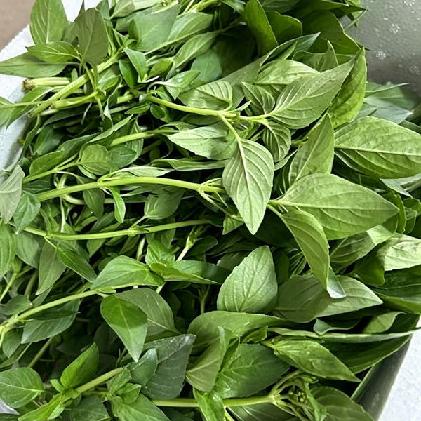 Chaozhou Jin Bu Huan Thai Basil, 500 Seeds