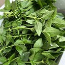 Chaozhou Jin Bu Huan Thai Basil, 500 Seeds