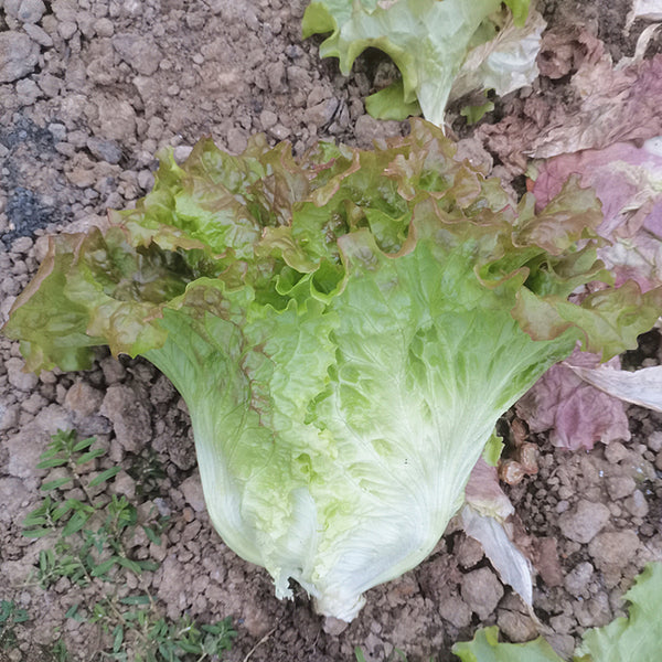 Purple Red Lettuce Seeds, 5g