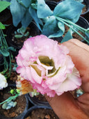 Mixed Eustoma (Lisianthus)