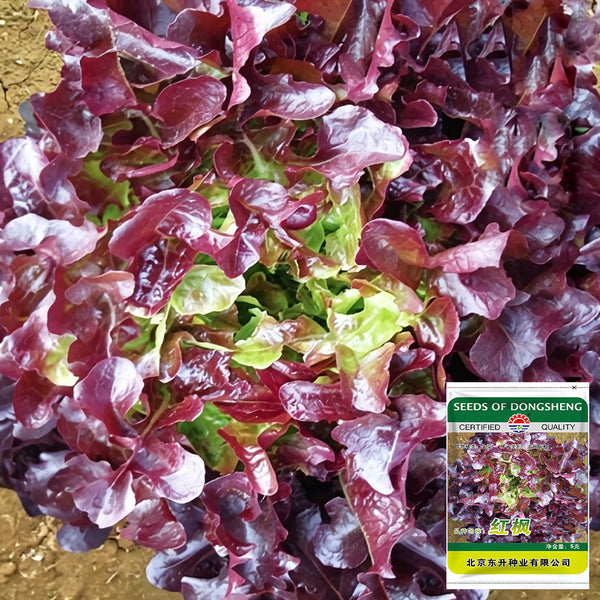 Red Maple Oak Leaf Purple Lettuce Seeds, 5g