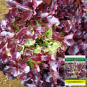 Red Maple Oak Leaf Purple Lettuce Seeds, 5g