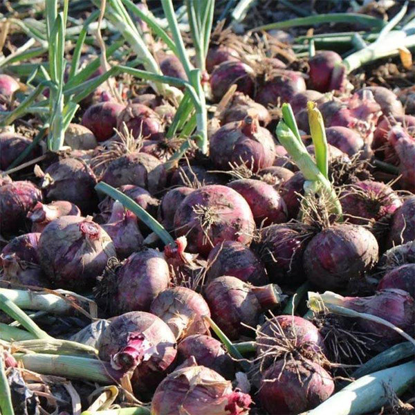 Royal Amethyst' Purple Onion Seeds, 5g
