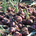 Royal Amethyst' Purple Onion Seeds, 5g