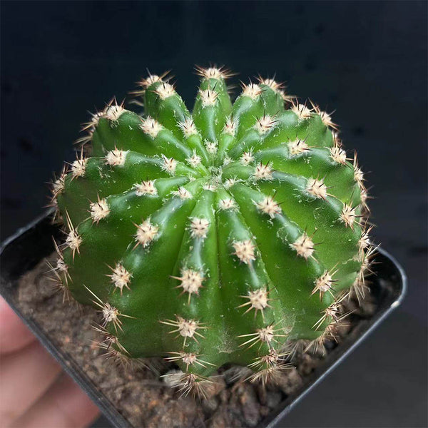 Echinopsis hybrid 'Nongtaojin', 3-4cm
