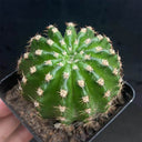 Echinopsis hybrid 'Nongtaojin', 3-4cm
