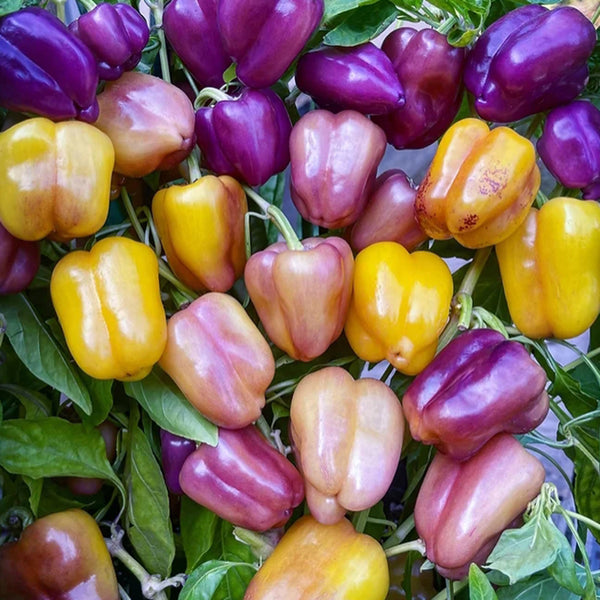 Violgo Sweet Pepper Seeds, 3 Seeds
