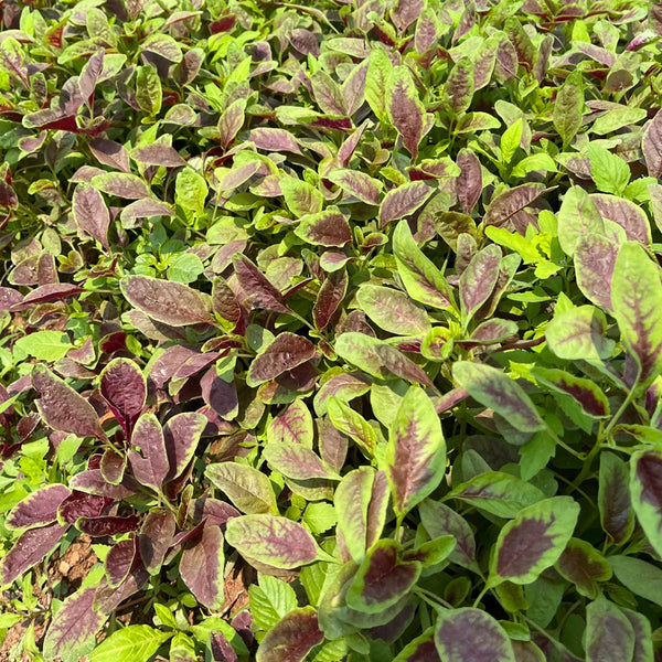 Pointed-Leaf Red Amaranth Seeds, 10g