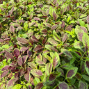 Pointed-Leaf Red Amaranth Seeds, 10g