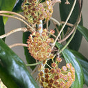 Hoya incrassata, 5 Cuttings