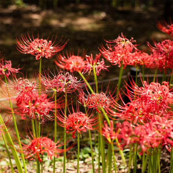 Red Spider Lily, 3 Bulbs