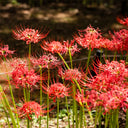 Red Spider Lily, 3 Bulbs