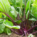 'Bright Red 65' Flowering Stalk Seeds, 5g