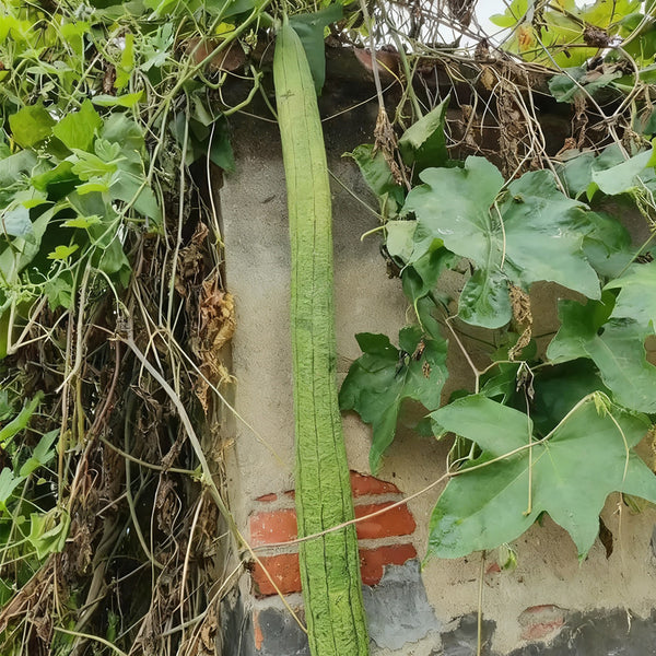 Giant No.1 Extra-long Luffa Seeds, 10 Seeds