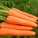 'Zhongyu 1870 F1' Carrot Seeds, 5g