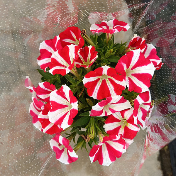 Red Star Hybrid Petunia, 100 Seeds