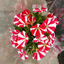 Red Star Hybrid Petunia, 100 Seeds