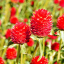 Hezhichun Globe Amaranth Seeds, 1g