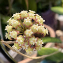 Hoya finlaysonii 'Nova', 2 Cuttings
