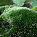 Silver Moss Seeds, 500 Seeds
