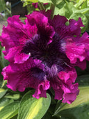 Petunia Seeds, 'Superbissima Nana Wine Red'