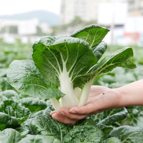 'Snowdrop No. 1' Milk Cabbage Seeds, 10g