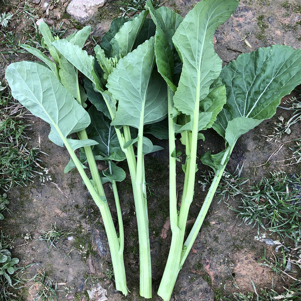 Lvyou No.10 Youcaitai Seeds, 10g
