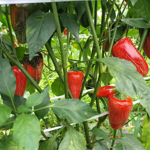Sausage Pepper Seeds, 0.3g