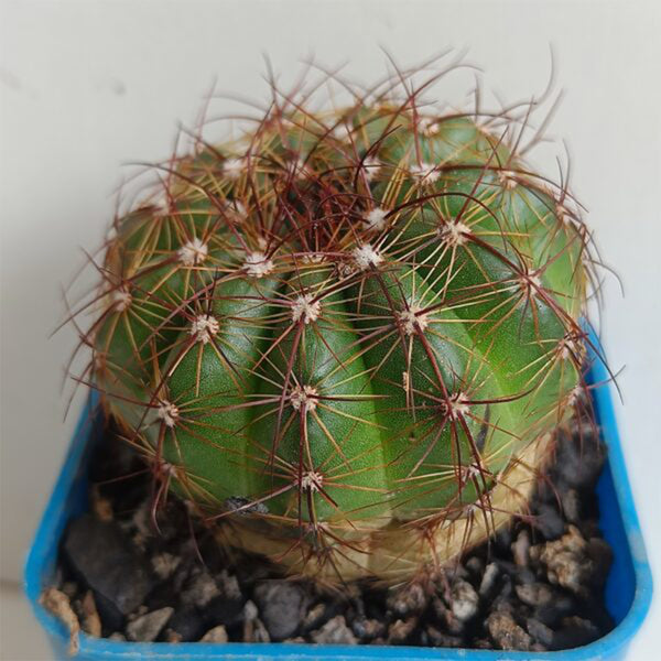 Parodia ottonis, 3-4cm