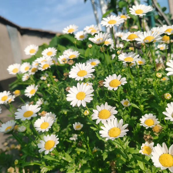 White Crystal Daisy Seeds, 1 Gram ≈ 1600 Seeds