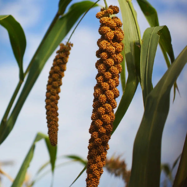 Red Foxtail Millet Seeds, 150g