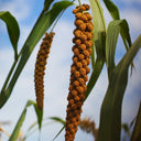 Red Foxtail Millet Seeds, 150g