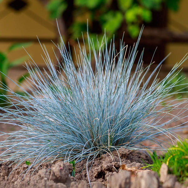 Festuca glauca, 100 Seeds
