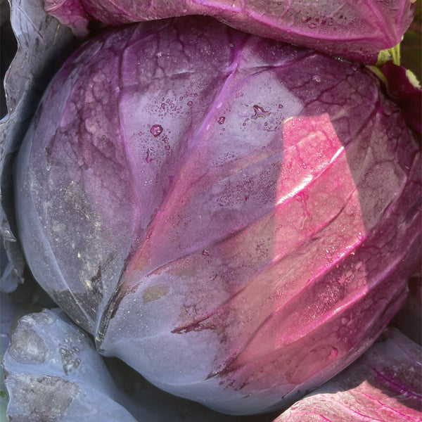 W957 Purple Wind Red Cabbage, 50 Seeds