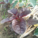 Red Round Leaf Amaranth Seeds, 20g