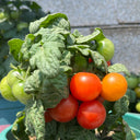 Dwarf Compact Red Cherry Tomato, 100 Seeds