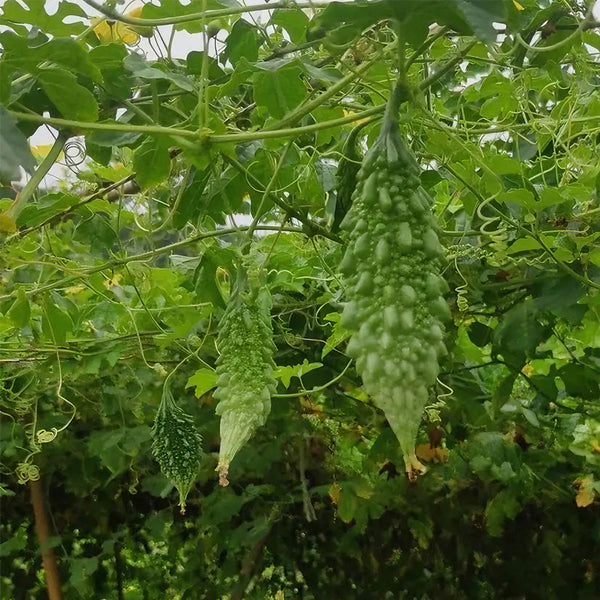 'Hei Wawa' Small Spiny Black Bitter Melon Seeds, 5 Seeds