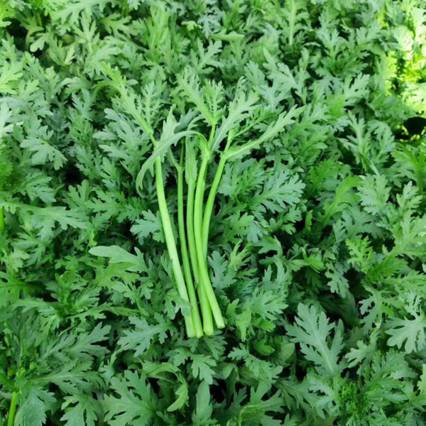 Fine-Leaved  Garland Chrysanthemum Seeds, 20g