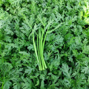 Fine-Leaved  Garland Chrysanthemum Seeds, 20g