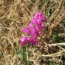 Wavyleaf Sea Lavender (Purple-red) Seeds, 200 Seeds