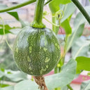 ‘Yichuanling’ Pumpkin Seeds, 20 Seeds