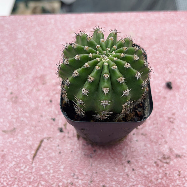 Echinopsis hybrid 'Nongtaojin', 3-4cm