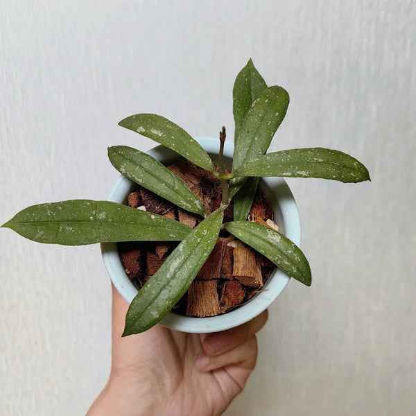 Hoya rigidifolia, 4 Cuttings