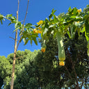 Qingmei Luffa Seeds, 20 Seeds