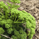 Curly Leaf Parsley Seeds, 2g