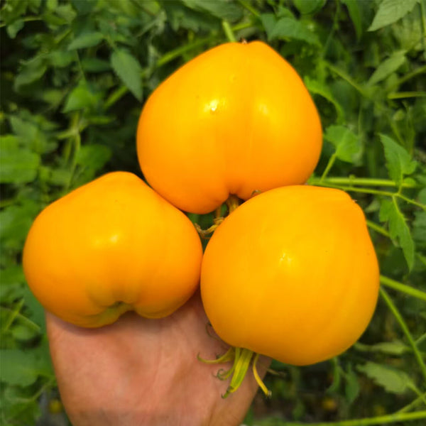 950 Golden Lotus Tomato, 5 Seeds