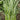 'Jiemei' Green-Stem Water Spinach Seeds, 20g