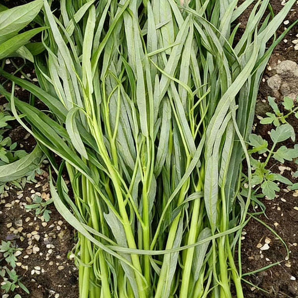 'Jiemei' Green-Stem Water Spinach Seeds, 20g
